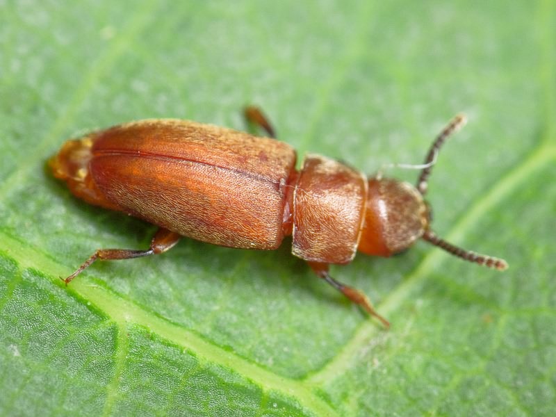 Antherophagus similis Curtis, 1835